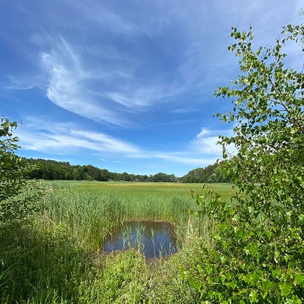 Middenduin, terecht op deze lijst van mooiste wandelroutes bij Haarlem voor een mooie boswandeling in Noord Holland