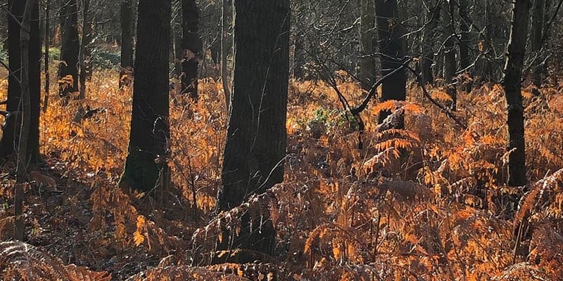 wandelen in Brabant, de 7 grootste gebieden