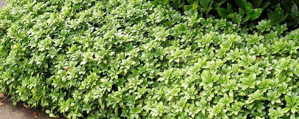 Dikkemanskruid is één van de populairste bodembedekkers die er zijn