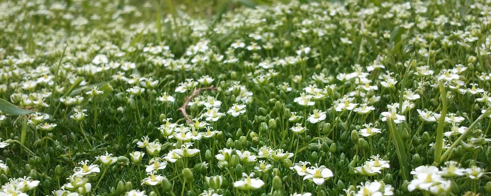 Priemvetmuur ©mrburnes99