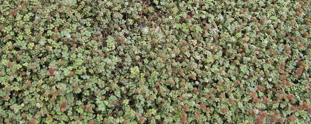 Stekelnootje ©Leonora Enking