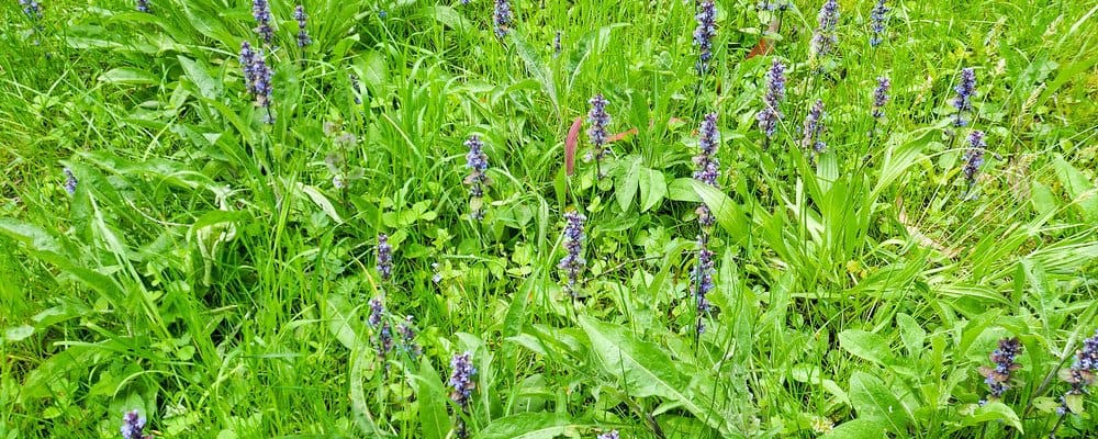 Zenegroen is een wat wildere bodembedekker en daardoor populair in een wat wilde tuin 