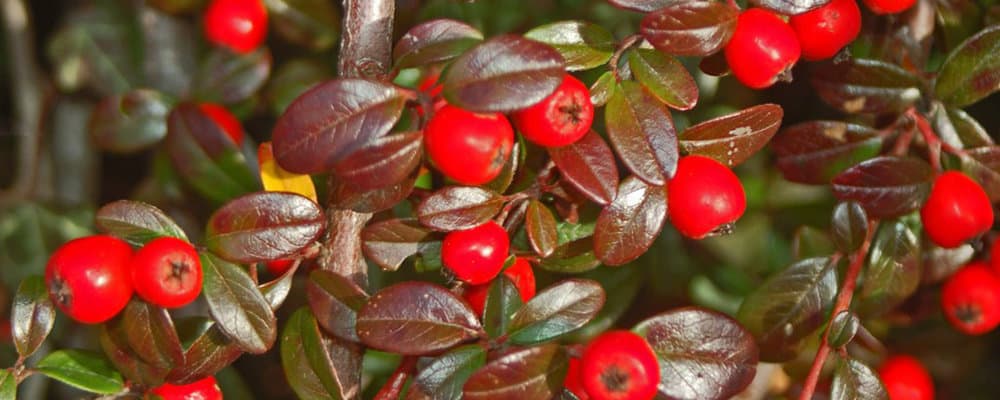 Dwergmispel, ©Ettore Balocchi