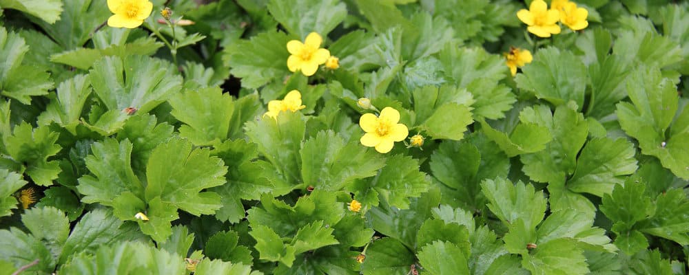 Goudaardbei, © Alka Khare 