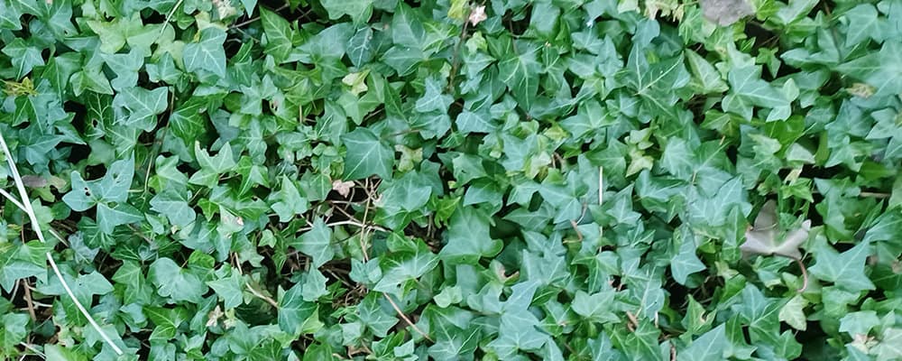 De populairste bodembedekker die er is, Klimop