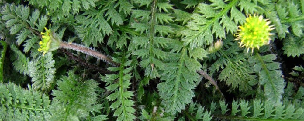 Koperknoopje by ©D. Eickhof