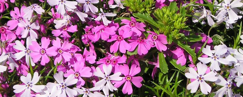 Kruipvlambloem ©Maja Dumat, één van de populairste bodembedekkers van Nederland