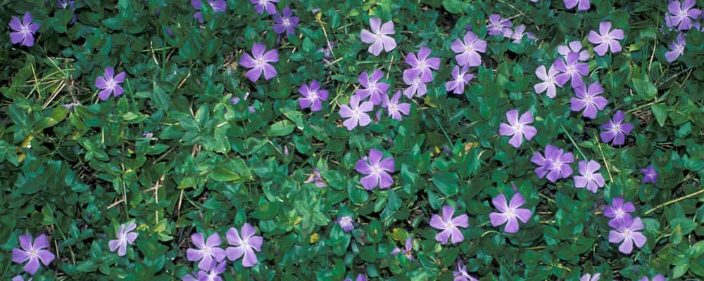 Maagdenpalm, ©Forest en Kim Starr