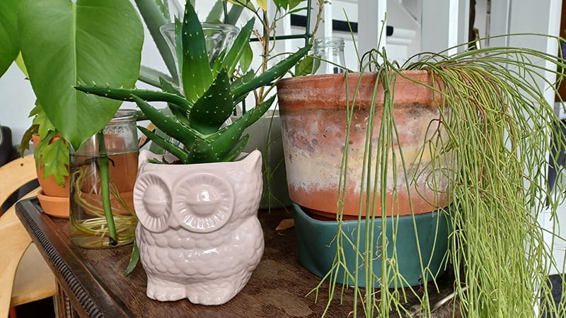 De voordelen van zelfwaterende bloempotten