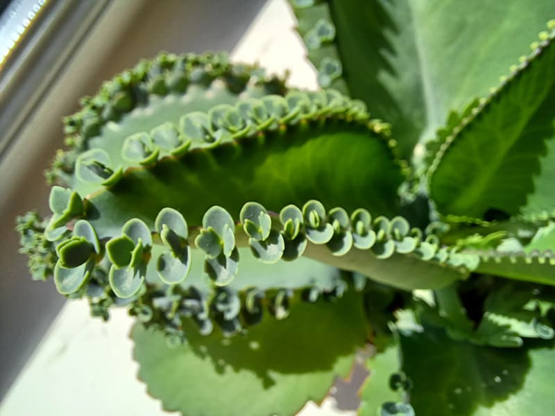 De kleine plantjes aan de rand van de bladeren van Mother of Thousands