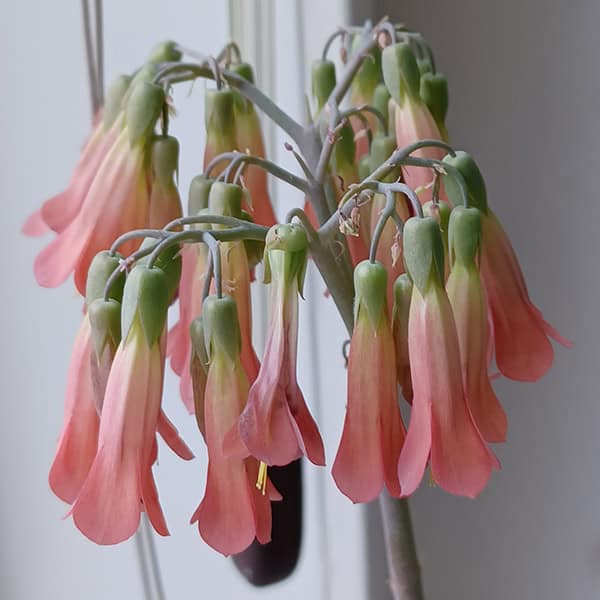 Bloeiende Mother of Thousands