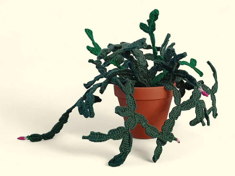 Gehaakte lidcactus met knoppen